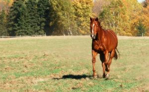 horse running pic